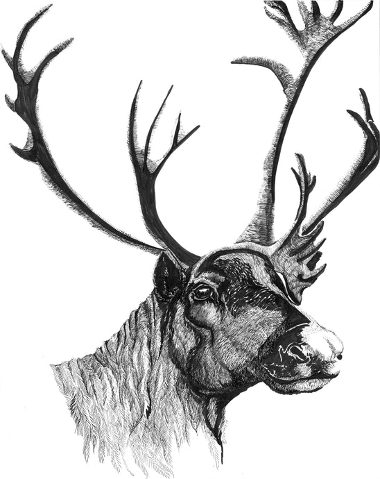 CARIBOU